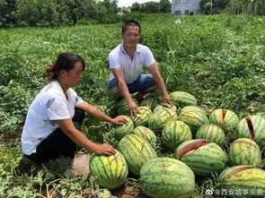 盐山网红吃瓜事件真相,真相背后的网络狂欢与反思